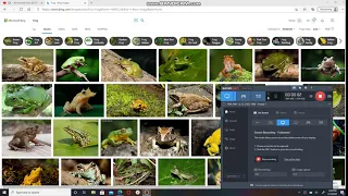 Https Www Bing Com Images Search Q Frog Form HDRSC2 First 1 Tsc ImageBasicHover 
