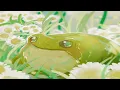 Frog- Cavetown- (Sub. Español)