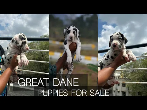 Download MP3 Great Dane Puppies For Sale | great dane dogs | More Details On My Description.#greatdane#dog#puppy