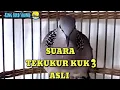 Download Lagu Burung Tekukur Kuk 3 Pembawa Hoki NYATA!!!