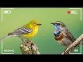 Download Lagu Bird Sounds - Relaxing Nature Sounds for Studying, Birdsong Relaxation, Bird Singing
