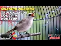 Lagu TRUCUKAN GACOR ROPEL PANJANG nonstop 24 jam masteran burung bahan