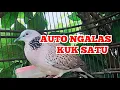 Download Lagu Suara Tekukur Auto Ngalas
