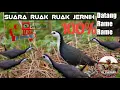 suara pikat panggilan burung ruak ruak paling ampuh dan jernih mp3 full 1 jam .