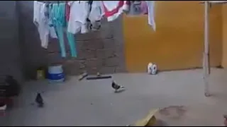 عشاق الكناري أسفي مشاكيل 