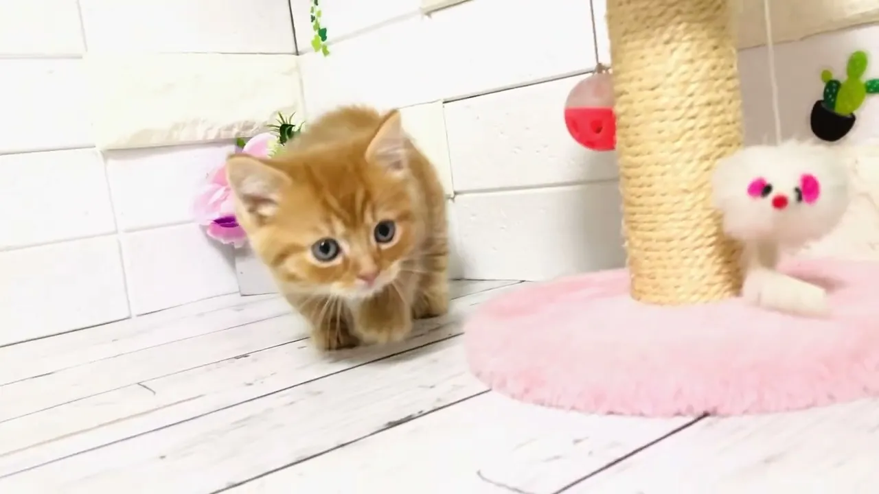 動画