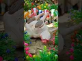 Download Lagu HANTU UNTA‼️ WADIDAU PROSES POTONG SAPI‼️ #sapi #sapilucu #shorts