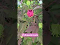 Download Lagu my flower garden #garden #youtubeshorts #viralvideo #shorts #shortvideo #viral #youtube #shortsfeed