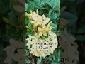 Lagu Common flower yet stunningly beautiful.Yellow Ixora flower.