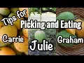 Download Lagu Tips for Picking and Eating 'Julie', 'Carrie' and 'Graham' Mangos