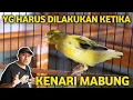 Download Lagu CARA MUDAH RAWAT KENARI RONTOK BULU | MABUNG IKUTI CARA INI