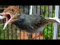 Download Lagu prenjak betina dan jantan gacor panjang untuk masteran burung lomba