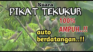 Download SUARA PIKAT TEKUKUR AMPUH JERNIH || COCOK UNTUK BERBURU MP3