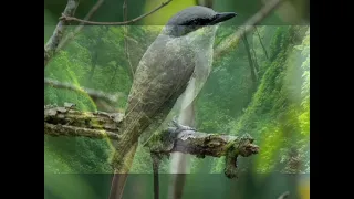 masteran jinjing petulak dan terapi suara air jinjingpetulak masteranburung 