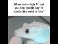 Stoned reaction gif