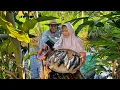 Download Lagu Memetik Tomat Hijau | Masak Asem Asem Patin, Tempe Garit, Kue Pegu, Kluban Selada, Sambal Cabe Ijo