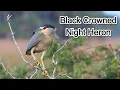 Download Lagu Black Crowned Night Heron