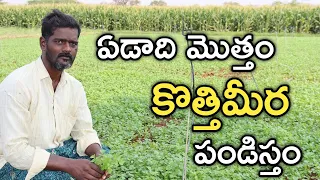 coriander cultivation in all seasons coriander cultivation rythubadi