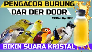 Download Easy Way To Make Birds At Home Diligently Make Beautiful Sounds MP3