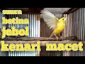 Download Lagu Pancingan Ampuh Kenari Betina Birahi Minta Kawin || Kenari Macet Langsung Respon Dengar Suara Betina