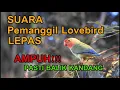 Download Lagu SUARA PANGGILAN LOVEBIRD LEPAS V2 JERNIH DAN KERAS, DIJAMIN BALIK KANDANG!!