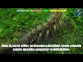 Download Lagu ALI IMRAN 191-195 ŞEYH MANSUR AL SALİMİ   YouTube