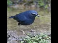 Download Lagu suara cingcoang biru/jongkangan biru.  panggill/pikat. dijamin ikut bunyi