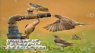 اللهم اجعل أوسع رزقك علي عند كبر سني  وانقطاع عمري     رواه الحاكم  دندنها
