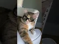Download Lagu Cover girl #mikathefluffy #cat #cutecat