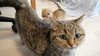 Mother cat Lili's escort was so perfect that it was impossible to photograph the kitten Rio...