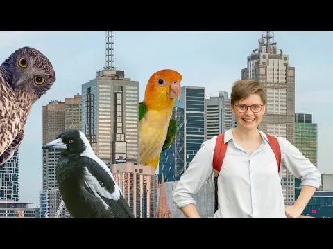 The Secret Lives Of Our Urban Birds - 2023 - ABC TV Australia - Trailer