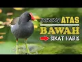 Download Lagu SUARA PIKAT MANDAR BATU SUPER MANTAP. ATAS BAWAH SIKAT HABIS TANPA PANDANG BULU. BUKTIKAN...!!