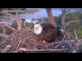 Beloved bald eagle remembered after captivating millions online