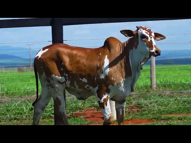 Novilha Nelore SHFA - 348