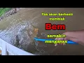 Download Lagu TAK AKAN BERHENTI MEMBIAK BAUNG EKOR MERAH SEMAKIN MENGGANAS