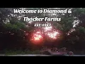 Welcome to Diamond and Thacker Farms