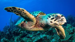 Why is the Hawksbill Turtle considered One of The Most Endangered Species In The World