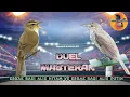 Download Lagu Duel Masteran Kerak Basi Alis Hitam VS Kerak Basi Alis Putih