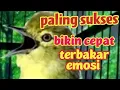 Download Lagu pancingan cipoh/sirpu GRINCINGAN PALING SUKSES BIKIN semua sirtu CEPAT terbakar EMOSI