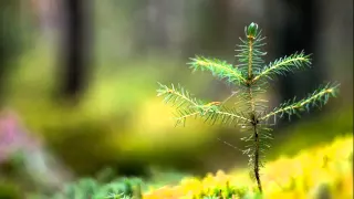 مقدمة هود و اخواتها دندنها