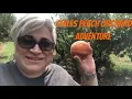 Chiles Peach Orchard Adventure