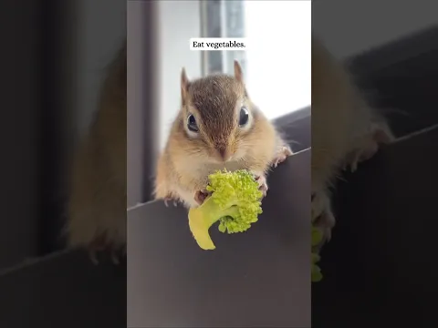 This cat brought an abandoned chipmunk home to its owner and then...