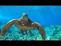 8 Hours - Relaxing Music with Sea Turtles in Hawaii Great Escapes