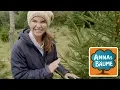 Download Lagu Fichte \u0026 Tanne - Auf der Suche nach dem Weihnachtsbaum | Annas Bäume | Reportage für Kinder