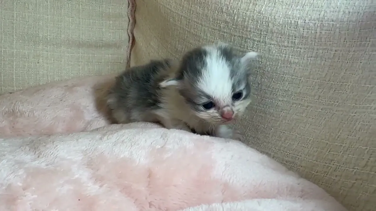 動画