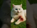 Download Lagu THE CAT SACRIFICED ITSELF TO RESTORE THE POWER OF LORD JESUS TO FIGHT SATAN FOR REVENGE