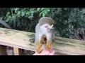 Download Lagu Monkey Jungle in the DR