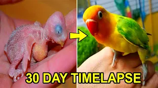 Download LOVEBIRD GROWTH STAGES | First 30 Days of Babies Timelapse MP3