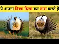 Download Lagu पक्षियों के डांस का अद्भुत नजारा | Top 10 Most Wonderful Dancing Birds In The World