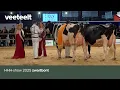 HHH-show 2025 zwartbont